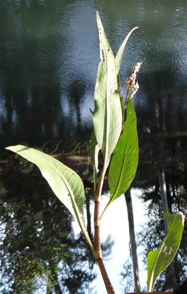  Flowering Shoot